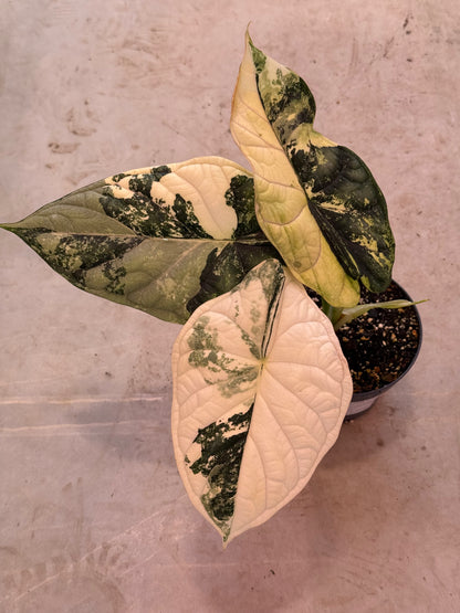Alocasia Dragon Scale Variegata "LARGE"