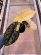 Alocasia Dragon Scale Variegata "LARGE"