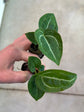 Anthurium Crystallinum
