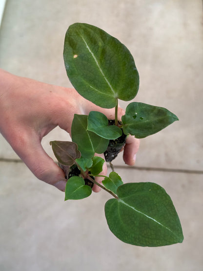 Anthurium Forgetii