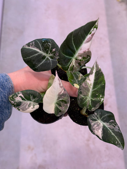 Alocasia Black Velvet Pink Variegata