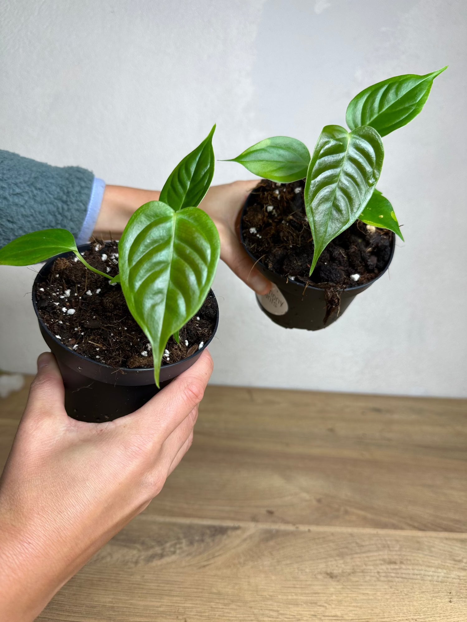 anthurium baby Anthurium Veitchii Narrow