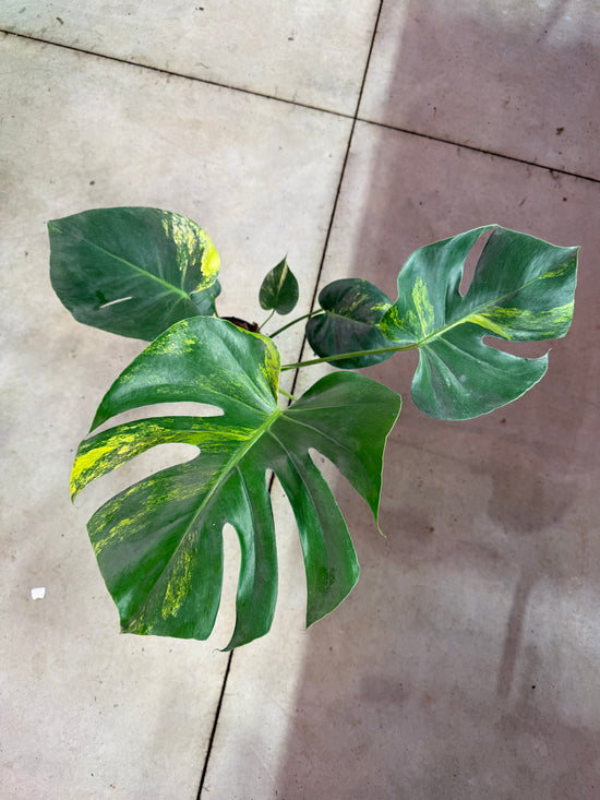 Monstera Yellow Marilyn Variegata -Large Form- Growers Choice L