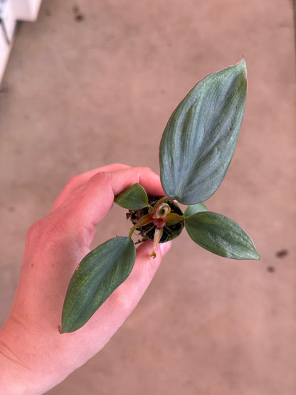 philodendron colombia care Philodendron Sp Colombia