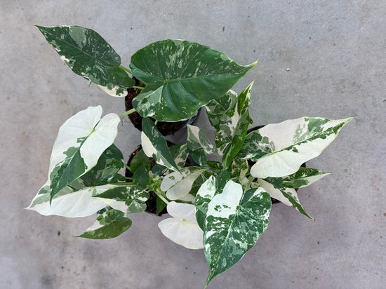 Alocasia Gageana Albo Variegata
