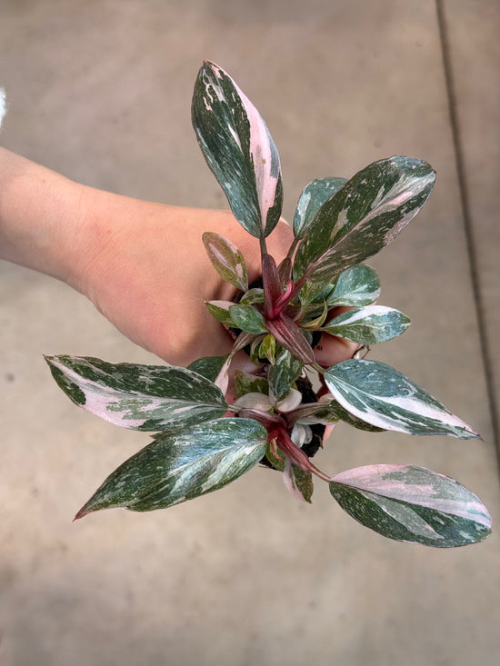 Philodendron Pink Princess