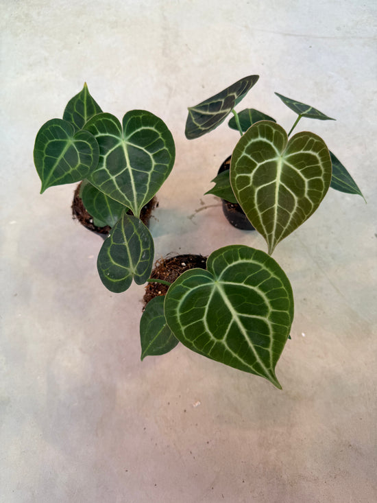 Anthurium Clarinervium