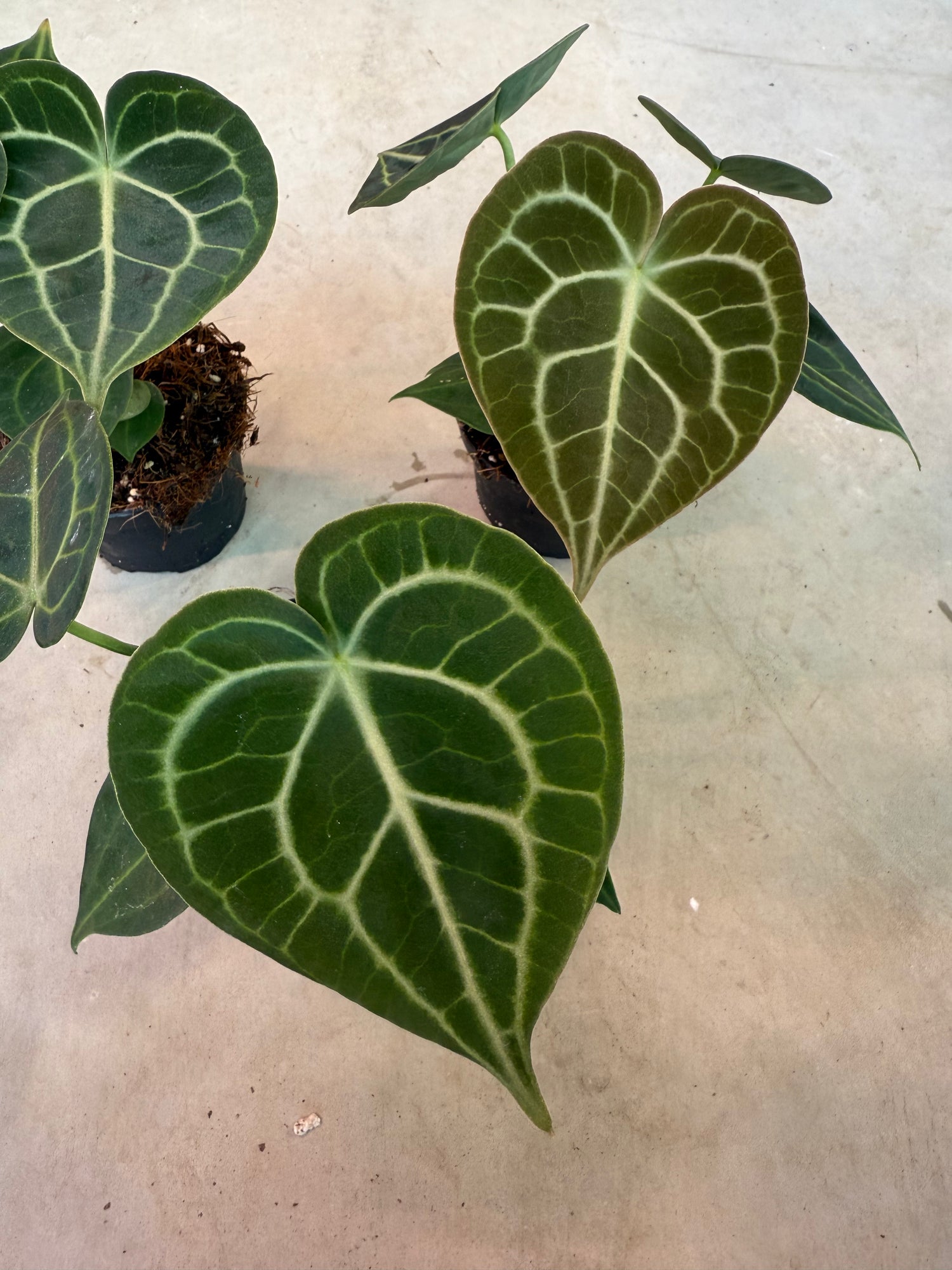 anthurium clarinervium wholesale Anthurium Clarinervium