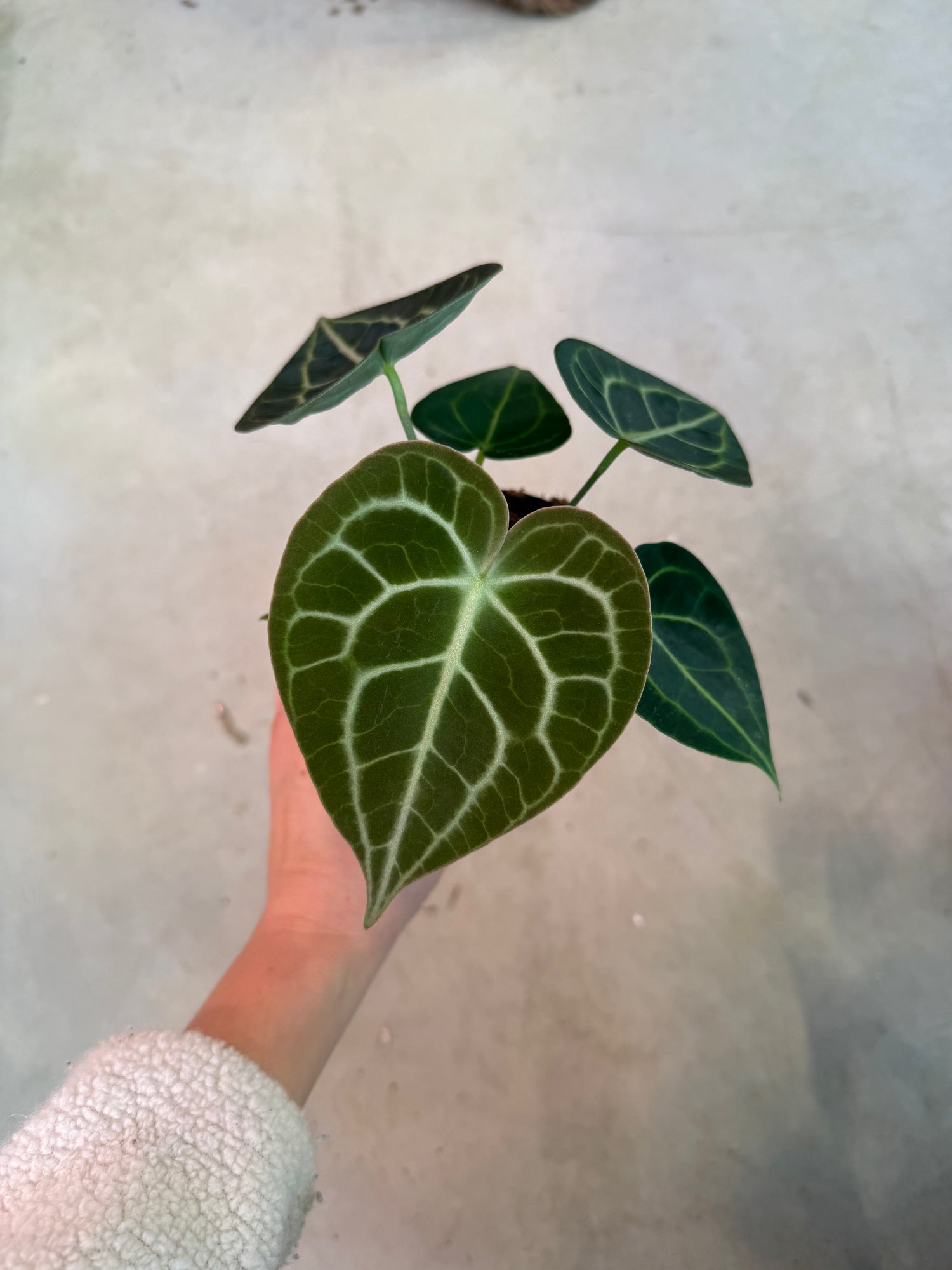 anthurium clarinervium uk Anthurium Clarinervium