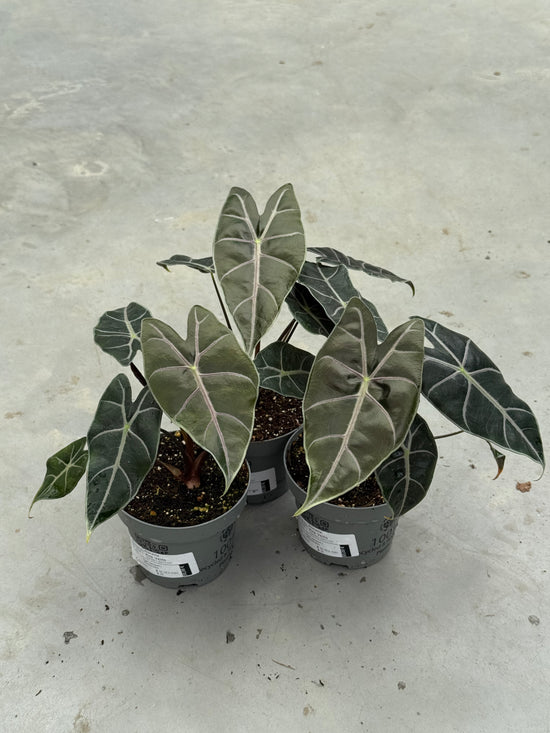 Alocasia Purple Veins