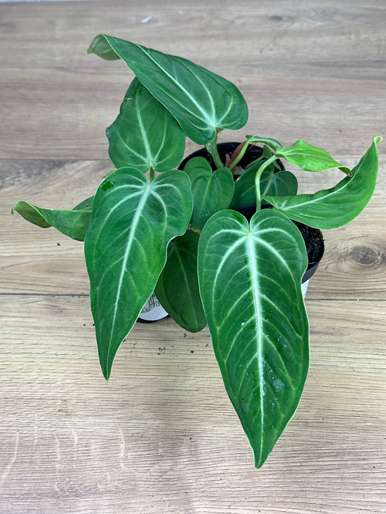 Anthurium Villenaorum x Warocqueanum Dark Form (No. 32)