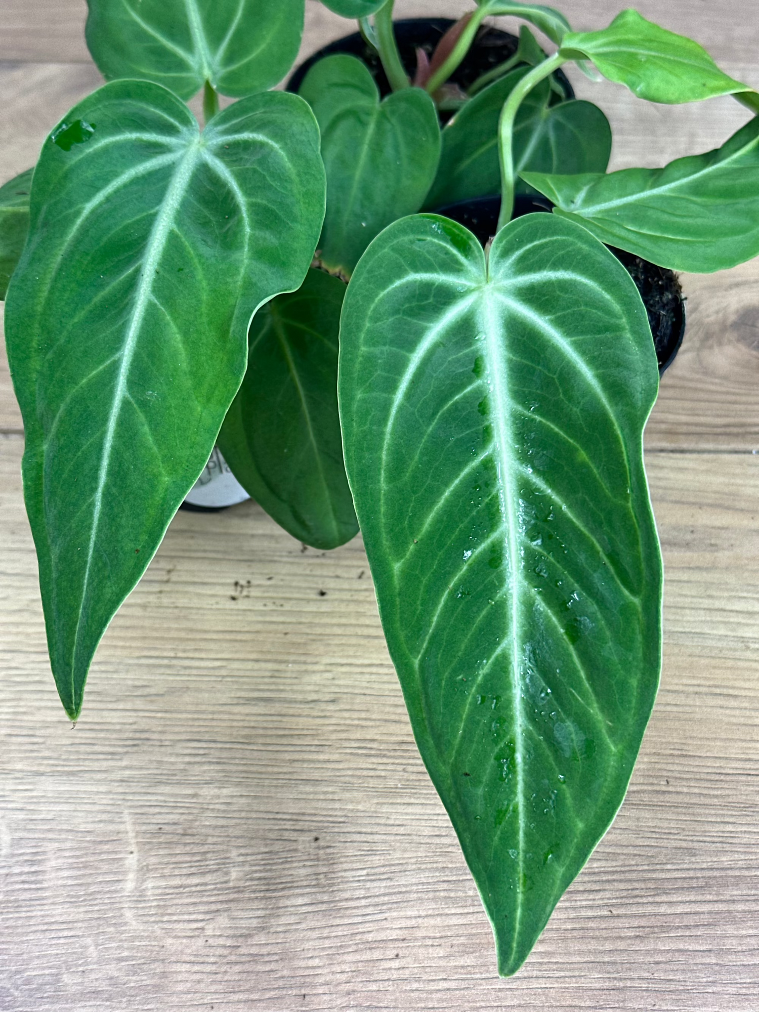 Anthurium Villenaorum x Warocqueanum Dark Form (No. 32)