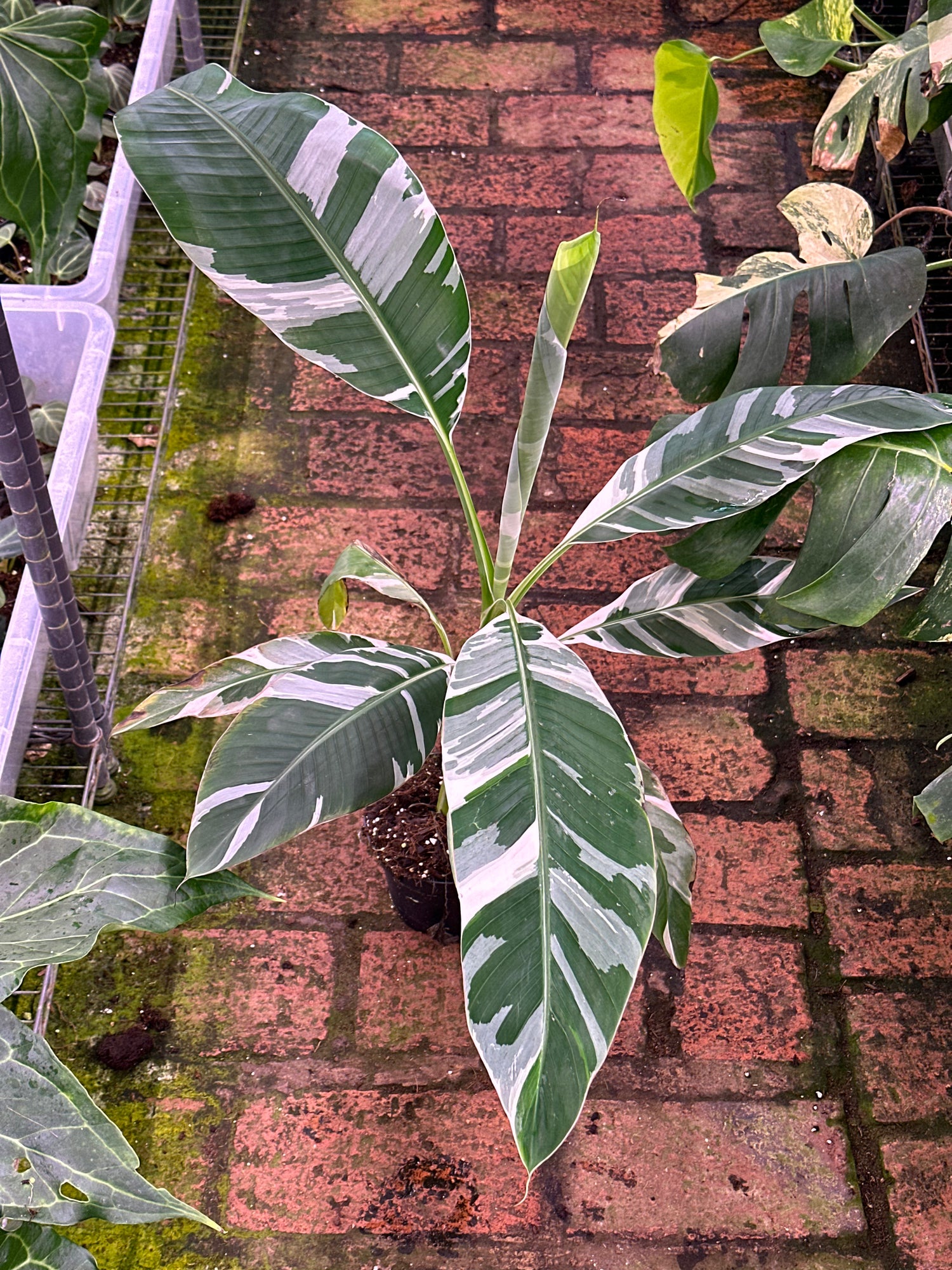 Musa Variegata | Harmony Plants