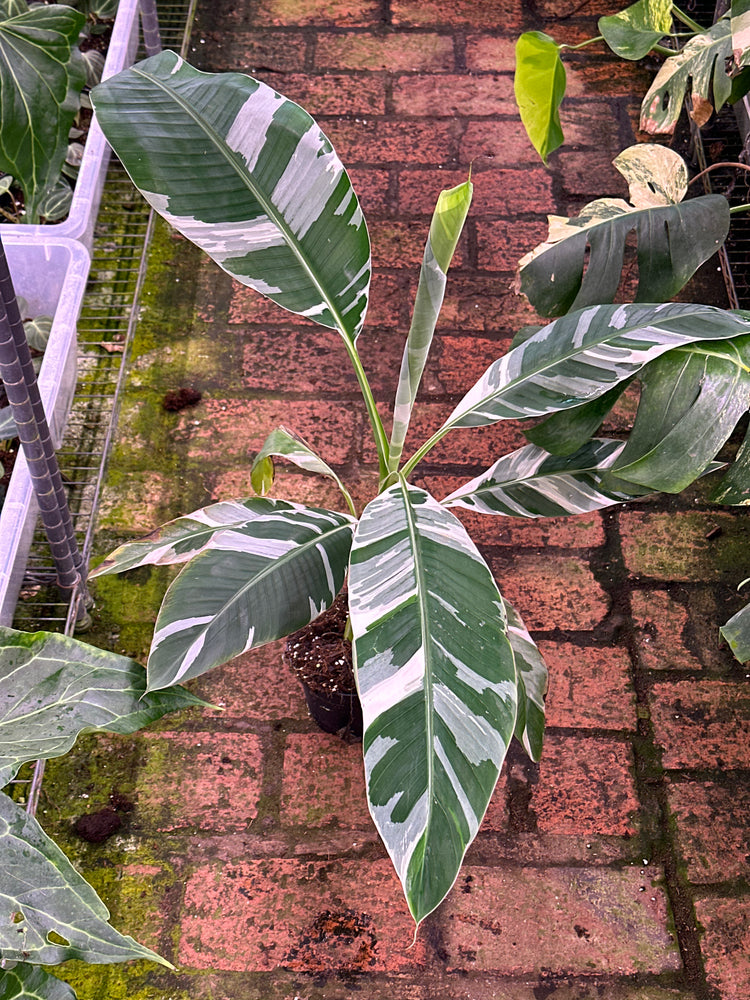 Musa Variegata | Harmony Plants