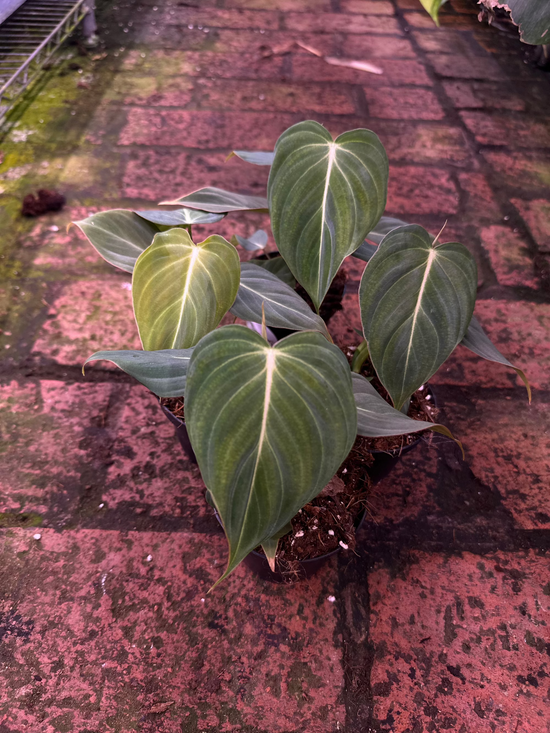 Philodendron Glorious