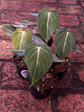 Philodendron Glorious