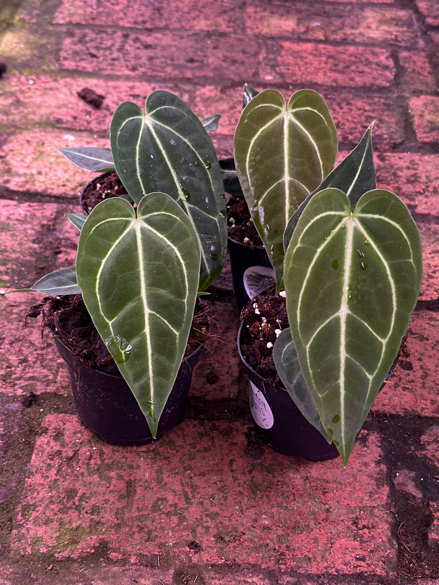 anthurium regale planta de casa Anthurium Shelves Seedling