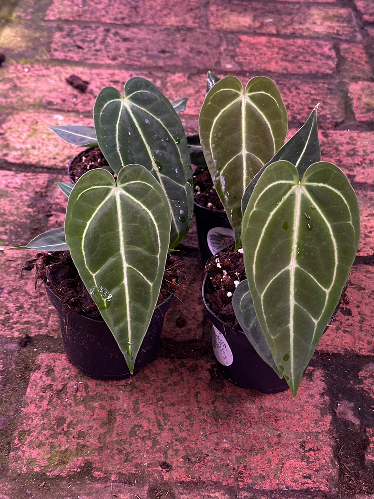 Anthurium Regale