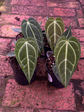 Anthurium Regale