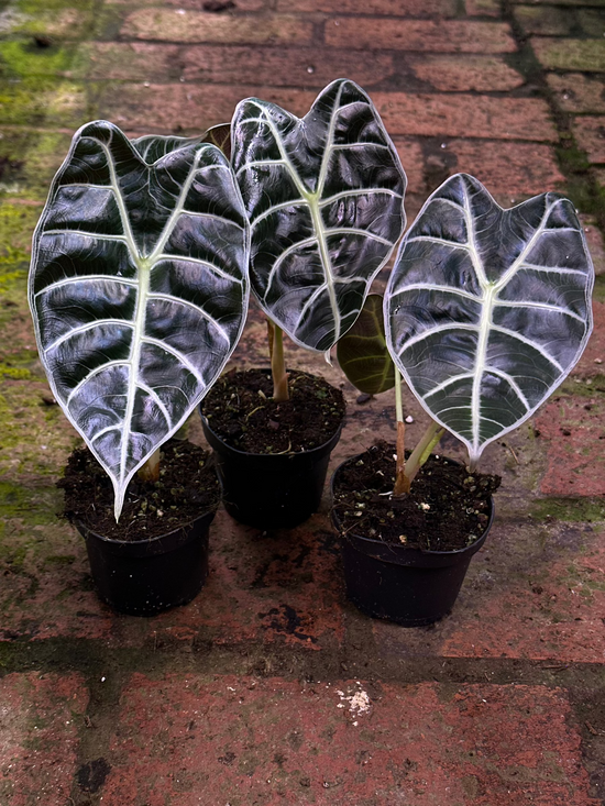 Alocasia Watsoniana