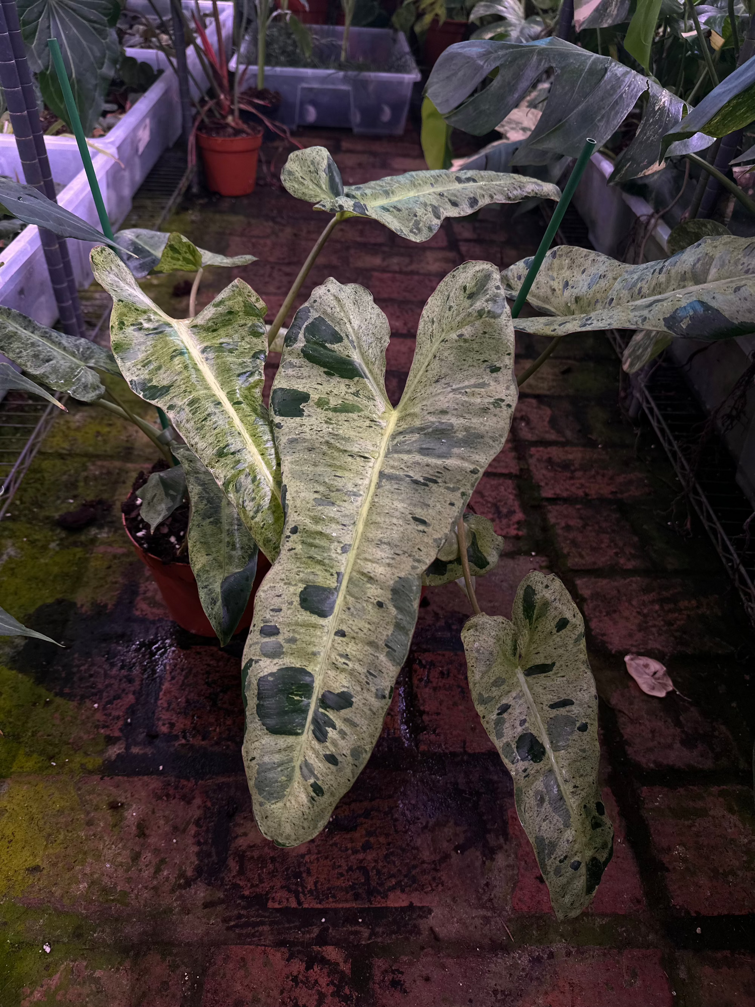 paraiso verde philodendron for sale Philodendron Paraiso Verde