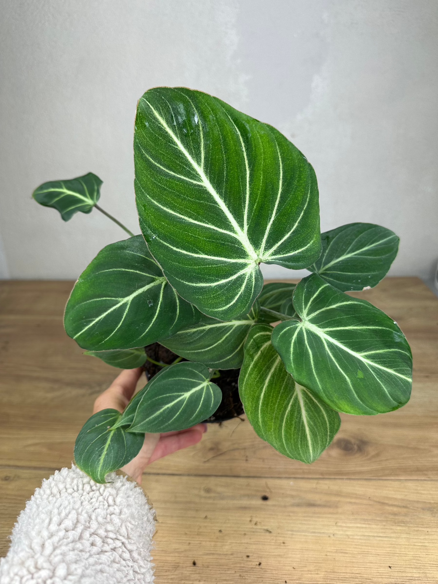 Philodendron Gloriosum Zebra Pink Back M | Harmony Plants Philodendron Gloriosum Zebra Pink Back M | Harmony Plants