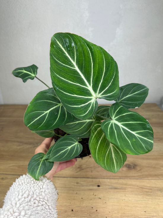 Philodendron Gloriosum Zebra