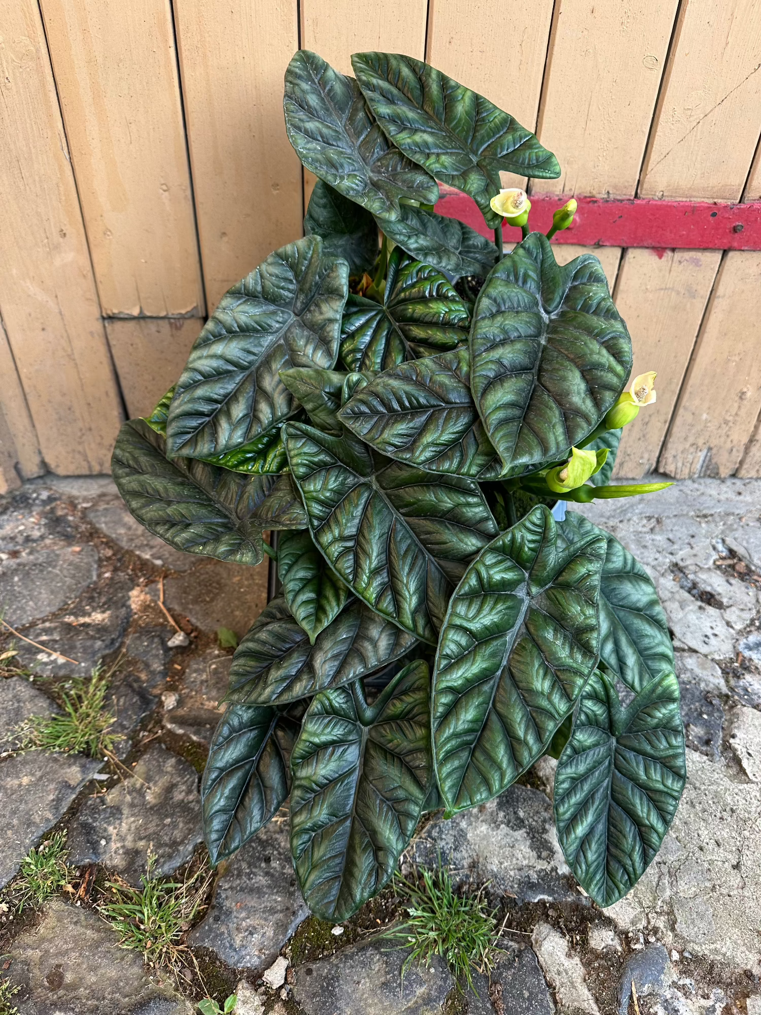 Alocasia Sinuata