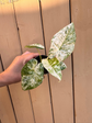 Alocasia Macrorrhiza Splash