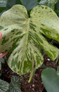 Monstera Bulbasaur Variegata