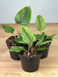 Philodendron Serpens S