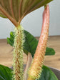 Philodendron Serpens S