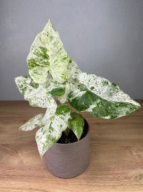 Alocasia Macrorrhiza Splash