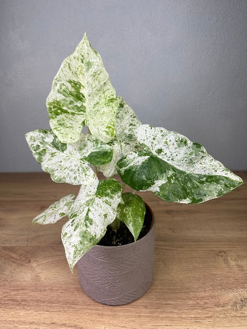 Alocasia Macrorrhiza Splash