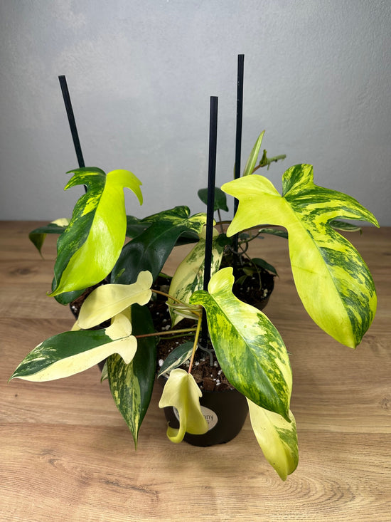 Philodendron Florida Beauty