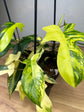 Philodendron Florida Beauty S