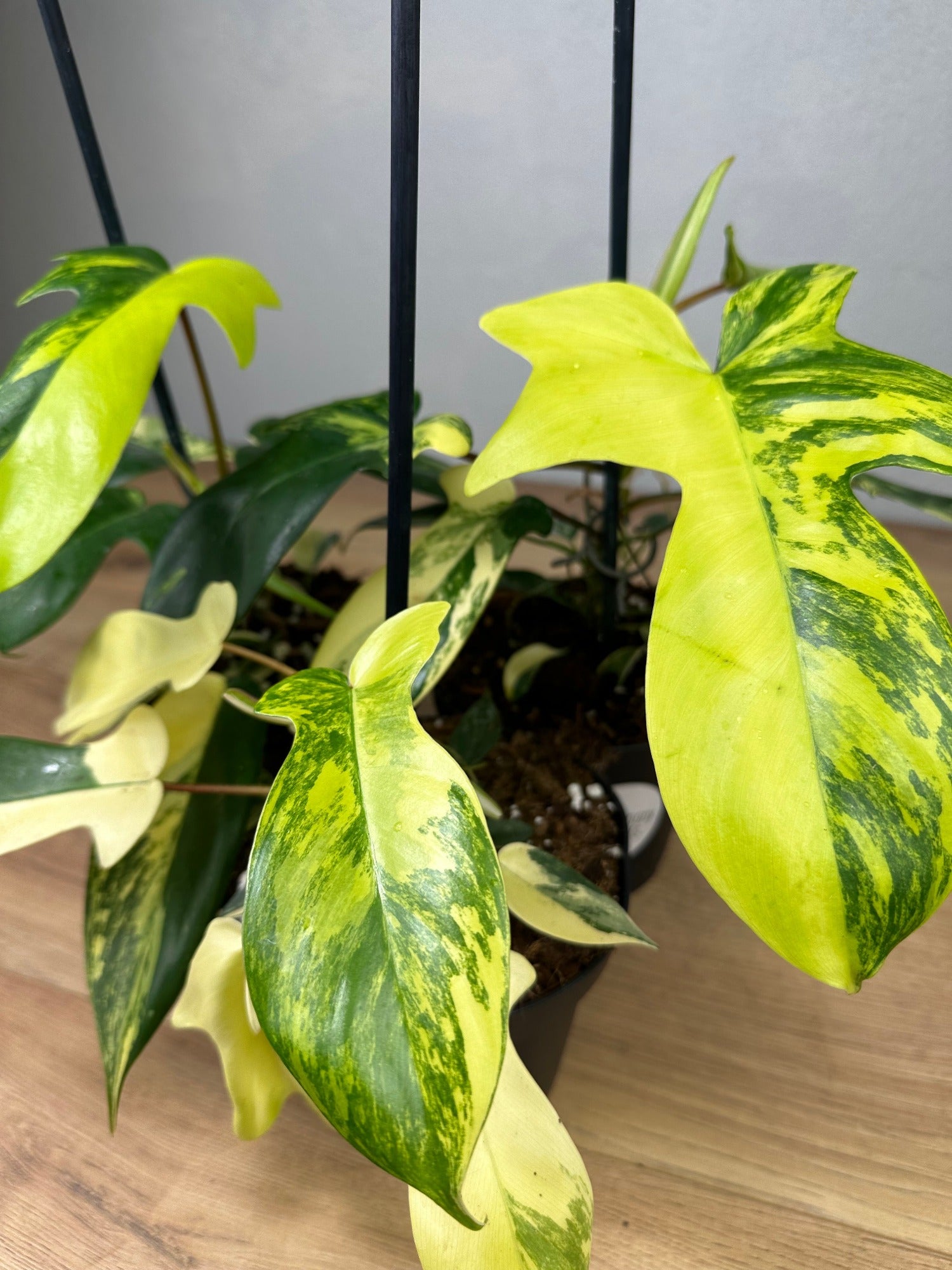 Philodendron Florida Beauty Detailansicht