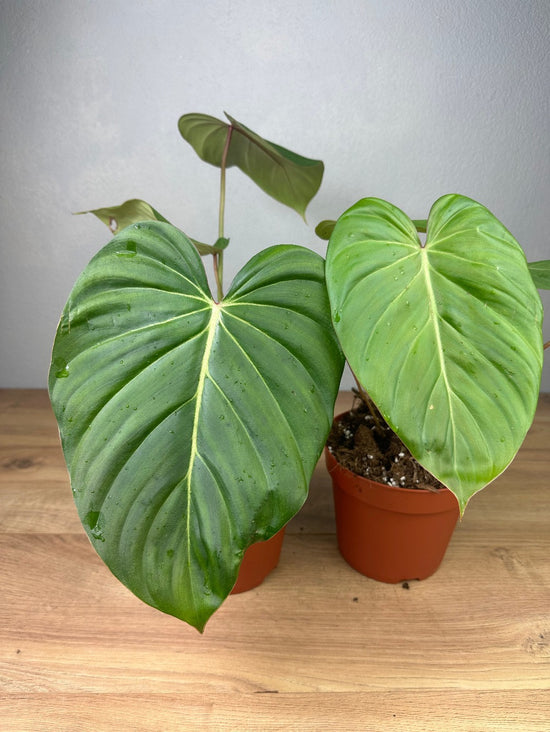 Philodendron Gloriosum x Lynamii