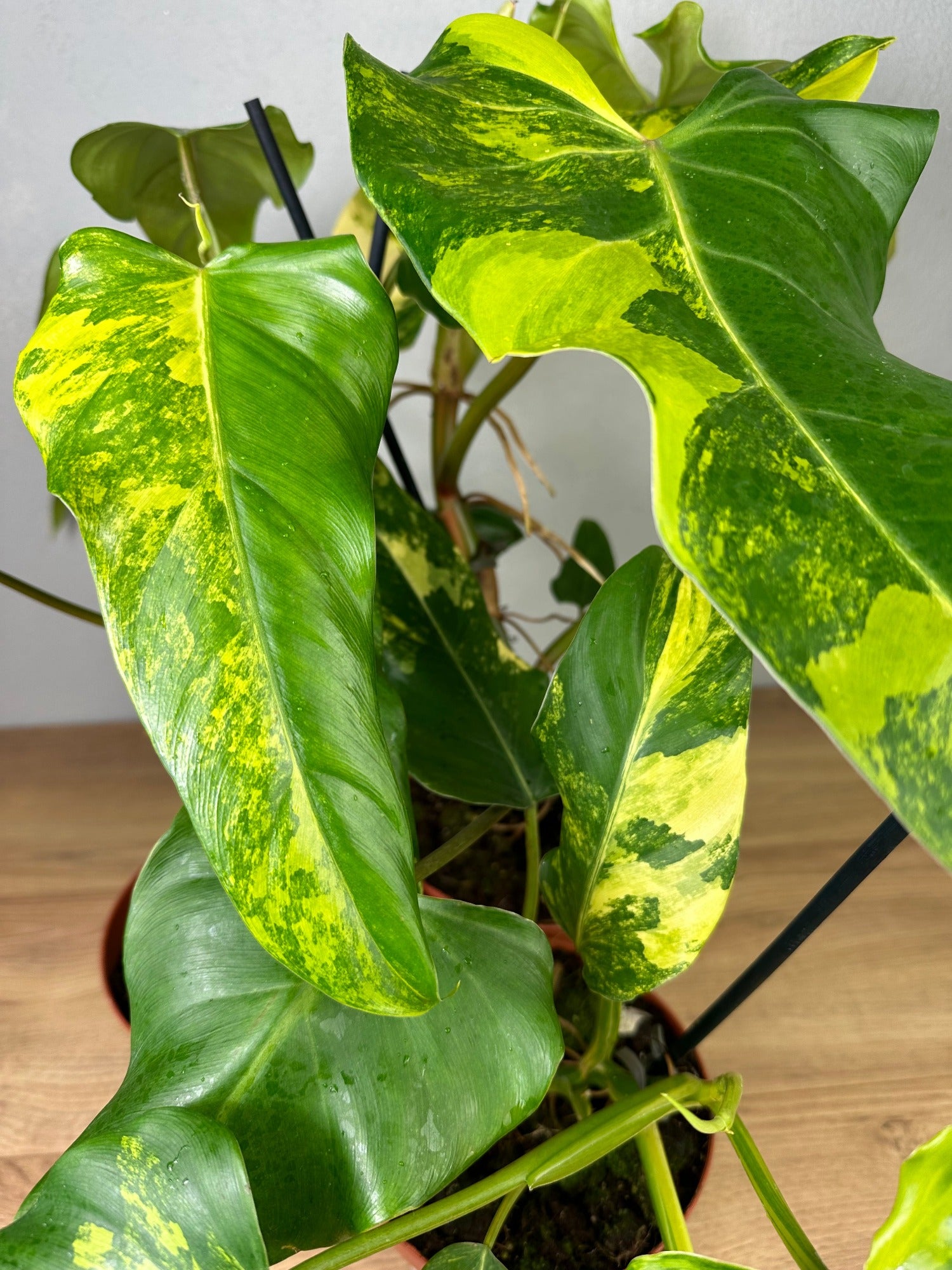 Philodendron Domesticum Variegata