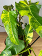 Philodendron Domesticum Variegata