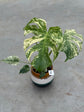 Monstera Mint L