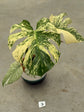 Monstera Mint L