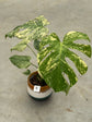 Monstera Mint L