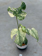 Monstera Mint L