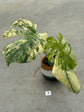 Monstera Mint L