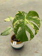 Monstera Mint L