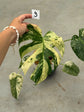 Monstera Mint L