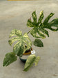 Monstera Mint L