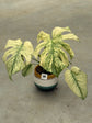 Monstera Mint L
