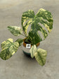 Monstera Mint L